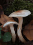 Hygrophorus lindtneri
